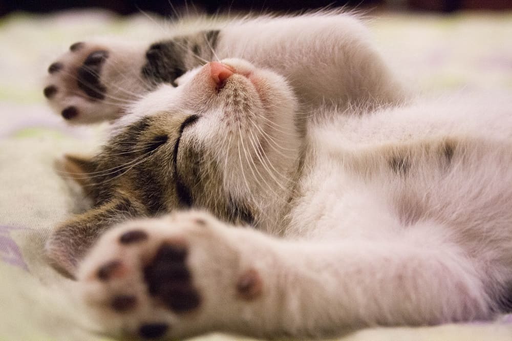 chat en pleine détente