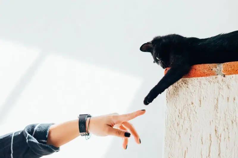 Fonctionnement de la communication animale