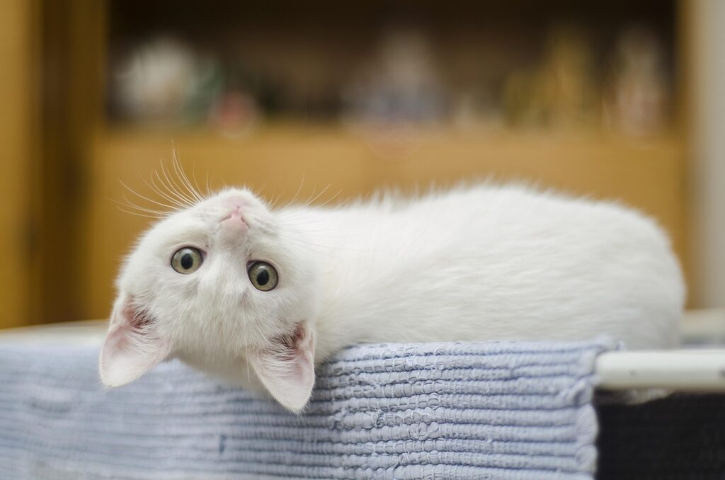 chat blanc aux yeux verts la tete a l'envers